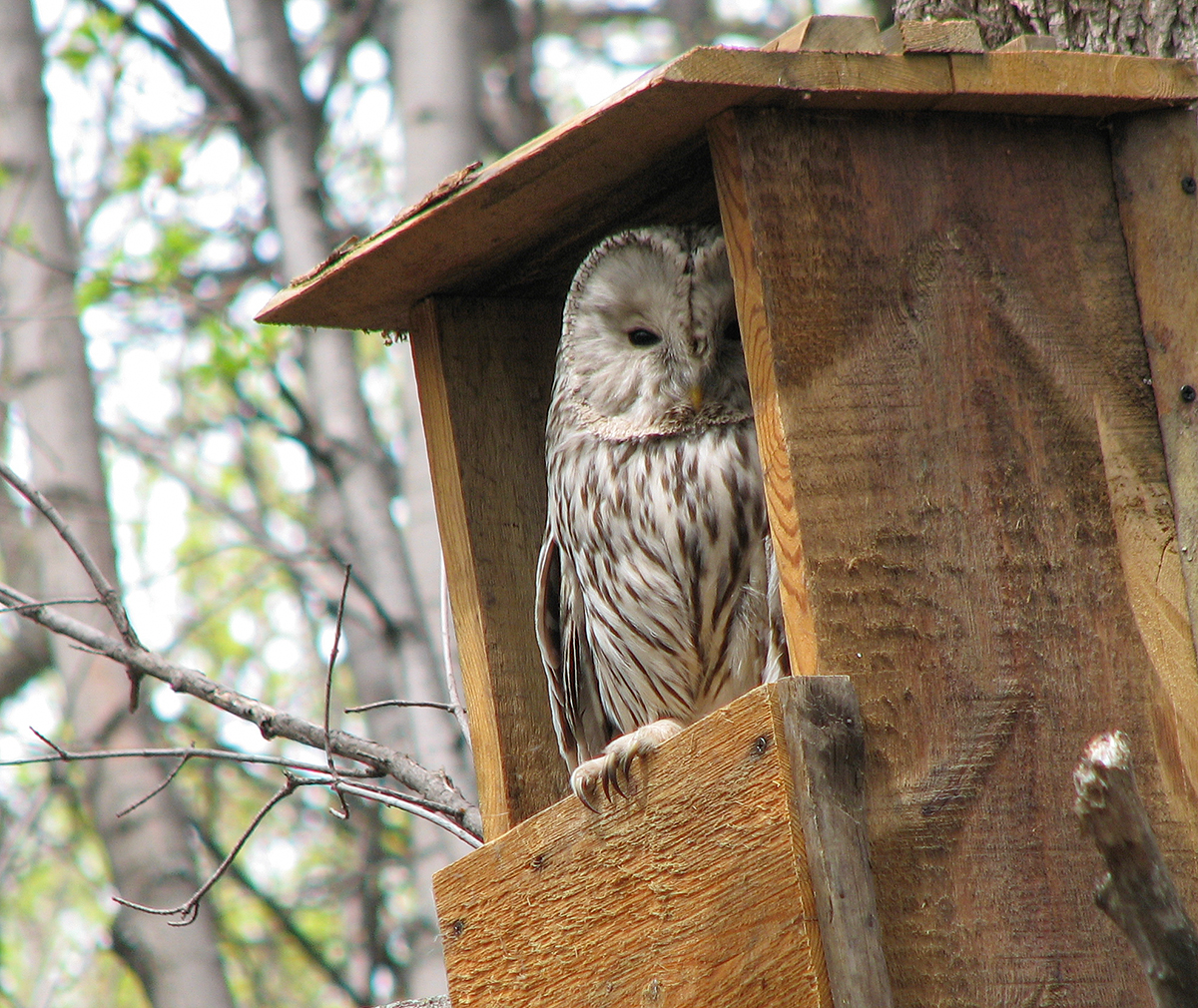 birdwatchingapp/images/about_us/owl_in_birdhome.jpg