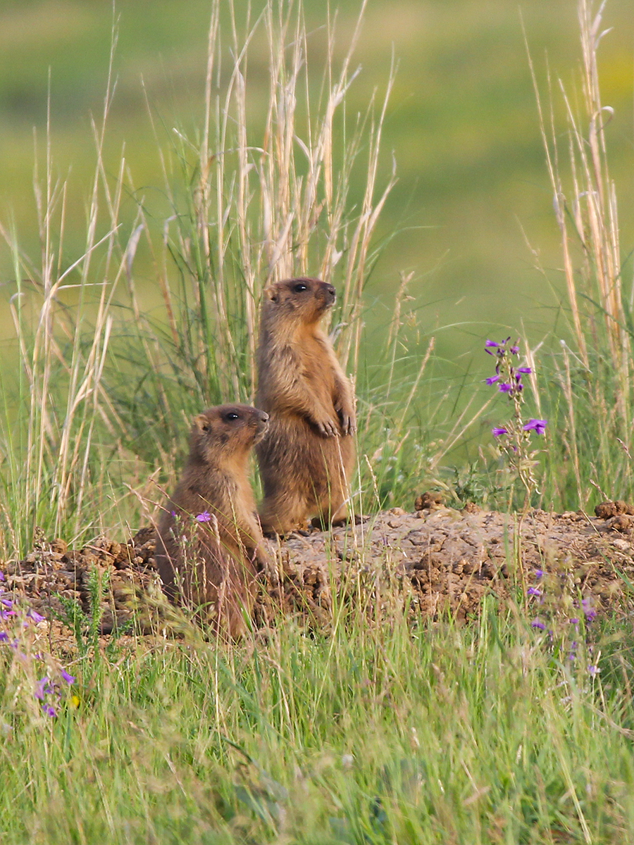 bird_birdwatchingapp/images/birds_album/marmot/desktop/bird_photo_1.jpg