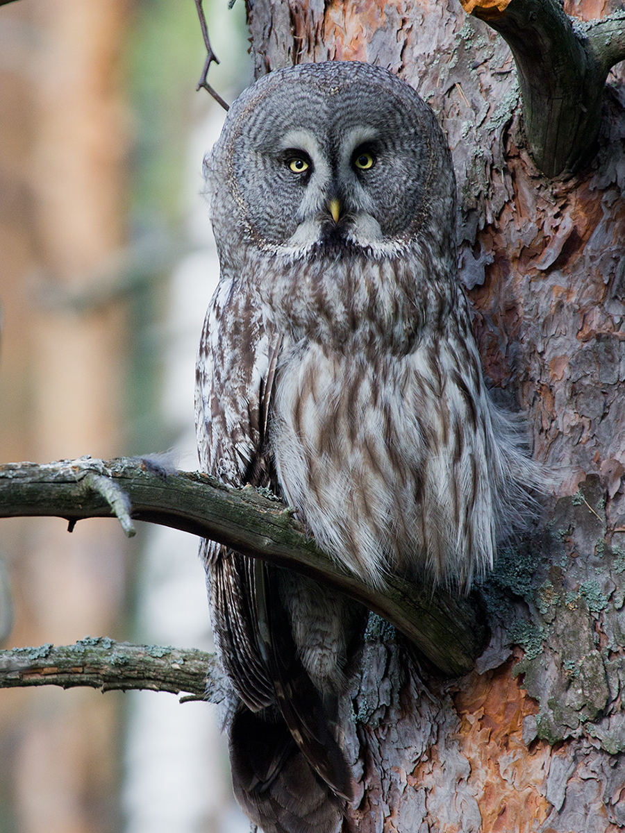 bird_birdwatchingapp/images/birds_album/owl/desktop/borod_yasip.jpg