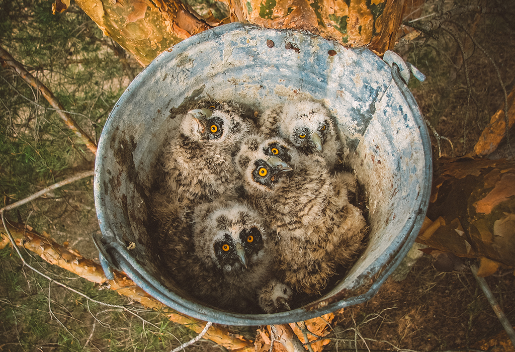 bird_birdwatchingapp/images/birds_album/owl/desktop/mini_owls_in_box.jpg