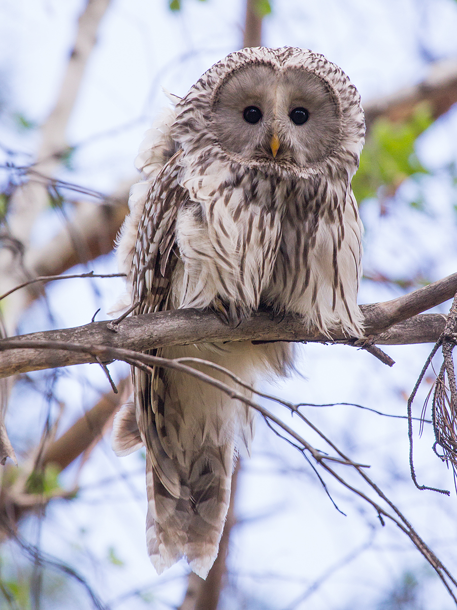 bird_birdwatchingapp/images/birds_album/owl/desktop/tail_loong_yasip.jpg